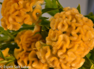 Coxcomb yellow - flowers