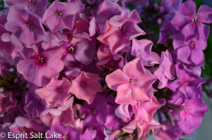 Phlox hot pink - flowers