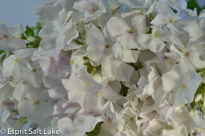 Phlox white - flowers