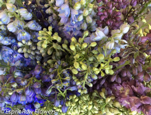 Hybrid Delphinium - flowers