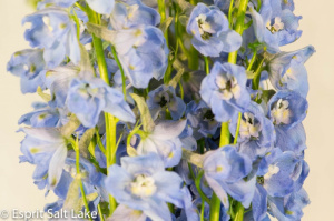 Delphinium light blue - flowers