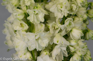 Delphinium white - flowers