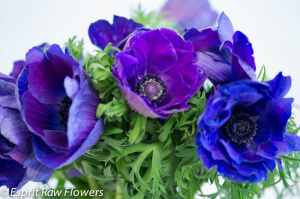 Anenome purple - flowers