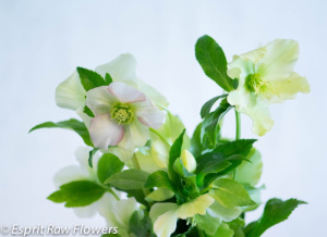 Helleborus white - flowers