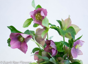 Helleborus purple - flowers