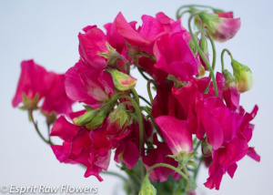 Sweet Pea hot pink - flowers