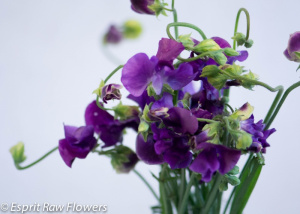 Sweet Pea purple - flowers