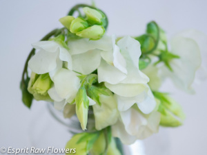 Sweet Pea white - flowers