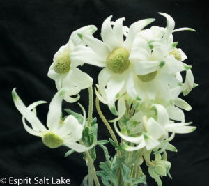 Flannel Flower - flowers