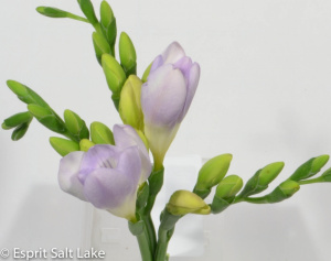 Freesia lavender - flowers