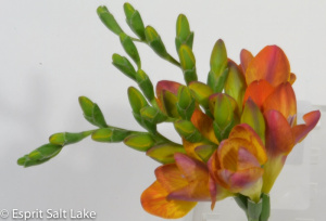 Freesia orange - flowers