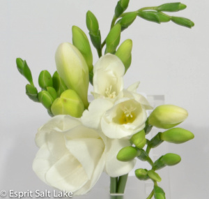 Freesia white - flowers