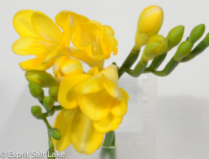 Freesia yellow - flowers