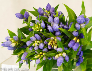 Gentiana - flowers