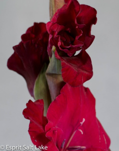 Gladiola burgandy - flowers