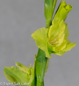 Gladiola green - flowers