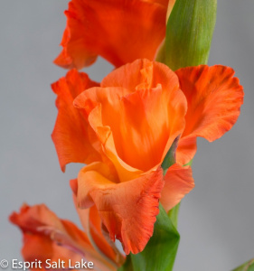 Gladiola orange - flowers