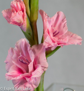 Gladiola pink - flowers