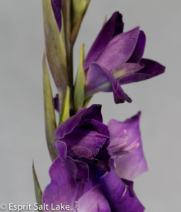 Gladiola purple - flowers