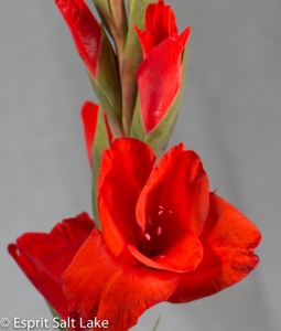 Gladiola red - flowers