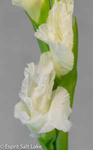 Gladiola white - flowers