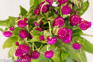 Gomphrena hot pink - flowers