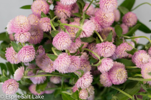 Gomphrena pink - flowers