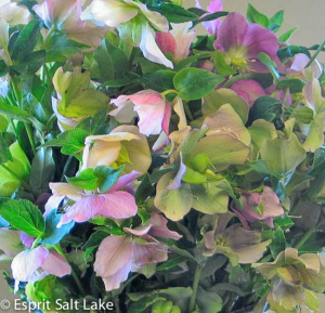 Helleborus pink - flowers