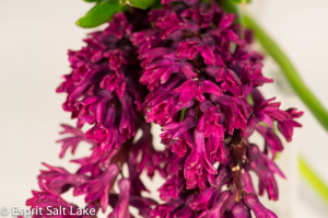 Hyacinth fuscia - flowers