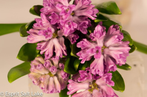 Hyacinth hot pink - flowers