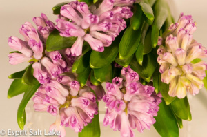 Hyacinth pink - flowers