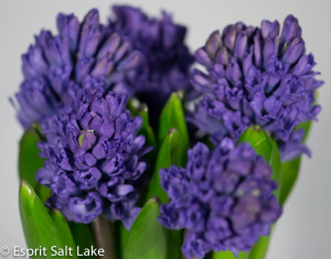 Hyacinth purple - flowers