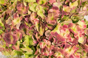 Hydrangea green antique - flowers