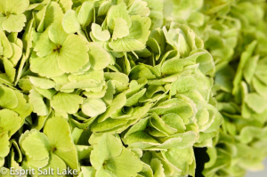 Hydrangea kiwi - flowers