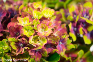 Hydrangea red antique - flowers