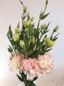 Lisianthus pink - flowers