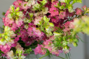 Larkspur pink - flowers