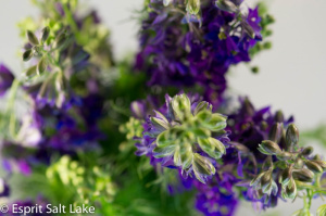 Larkspur purple - flowers