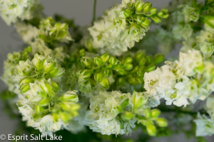 Larkspur white - flowers