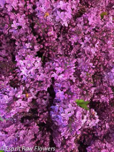 Lilac purple - flowers