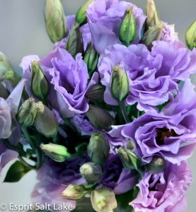 Lisianthus lavender - flowers