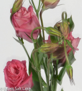 Lisianthus mauve - flowers