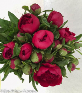 Peonies red - flowers