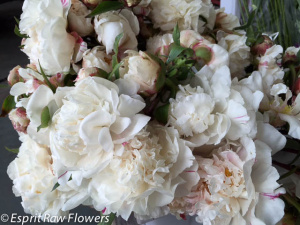 Peonies white - flowers