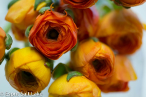 Ranuncula orange - flowers