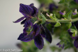 Salvia - flowers