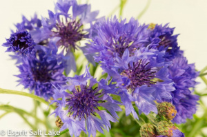 Scabiosa blue - flowers