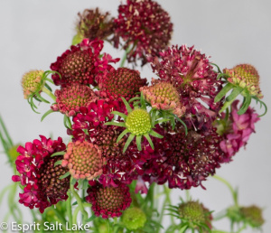 Scabiosa red - flowers