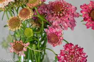 Scabiosa hot pink - flowers