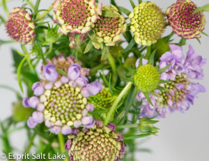 Scabiosa lavender